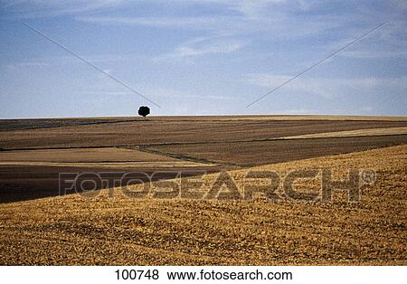 Stock Photo - Corn field on rolling landscape . Fotosearch