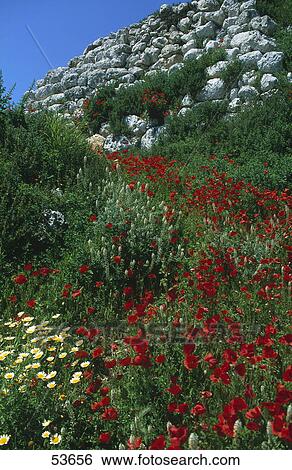 Corn Poppies (Papaver rhoeas) blooming meadow, Talaiot, Minorca, Balearic Islands, Spain View Large Photo Image Stock Photograph - Corn Poppies (Papaver rhoeas) blooming meadow, Talaiot, Minorca, Balearic Islands, Spain . Fotosearch