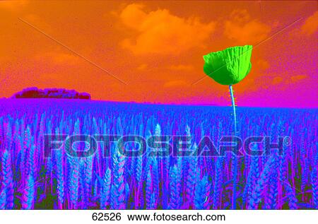 Stock Photograph - Corn Poppy (Papaver rhoeas) flower blooming in wheat field . Fotosearch