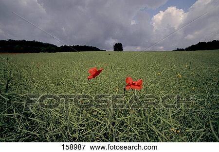 Corn Poppy (Papaver rhoeas) flowers blooming in field View Large Photo Image Stock Photo - Corn Poppy (Papaver rhoeas) flowers blooming in field . Fotosearch