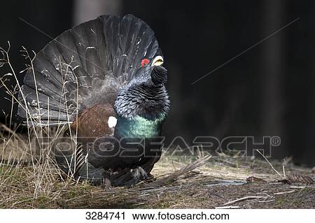 Courting wood great grouse (Tetrao urogallus), Vaestra Goetaland, Sweden View Large Photo Image Stock Image - Courting wood great grouse (Tetrao urogallus), Vaestra Goetaland, Sweden . Fotosearch
