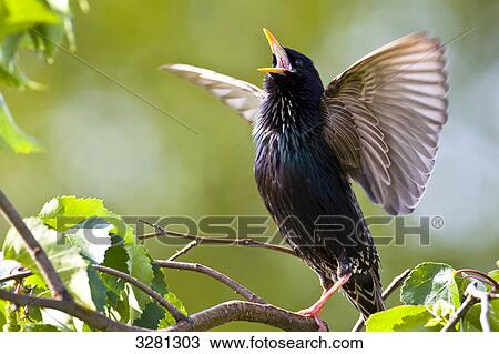 Courtship display of a Starling (Sturnus vulgaris), Gaggenau, Baden-Wuerttemberg, Germany View Large Photo Image Stock Image - Courtship display of a Starling (Sturnus vulgaris), Gaggenau, Baden-Wuerttemberg, Germany . Fotosearch