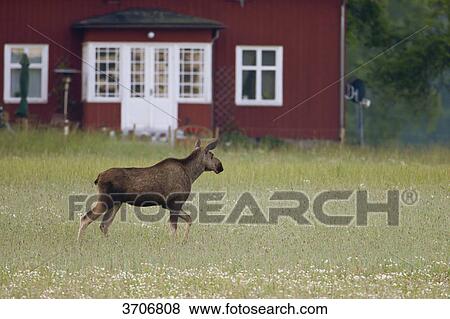 Cow moose in meadow at a house, Sotenaes, Sweden View Large Photo Image Stock Photo - Cow moose in meadow at a house, Sotenaes, Sweden . Fotosearch