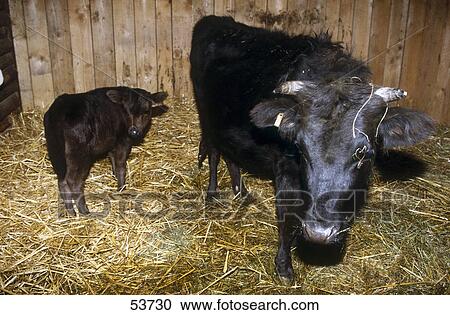 Stock Image - Cow standing with calf in stable . Fotosearch