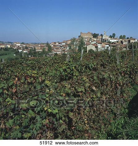 Stock Image - Crop in vineyard . Fotosearch