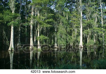 Cypress trees in cypress swamp, Bayou, Atchafalaya Basin, Louisiana, USA View Large Photo Image Stock Image - Cypress trees in cypress swamp, Bayou, Atchafalaya Basin, Louisiana, USA . Fotosearch