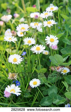 Stock Photo - Daisy flowers blooming in field . Fotosearch