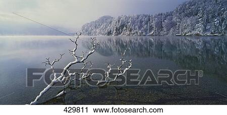 Dead tree fallen in lake, Bavarian Alps, Germany View Large Photo Image Stock Image - Dead tree fallen in lake, Bavarian Alps, Germany . Fotosearch
