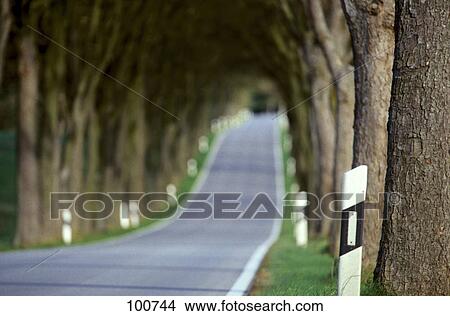 Deciduous trees along road View Large Photo Image Picture - Deciduous trees along road . Fotosearch