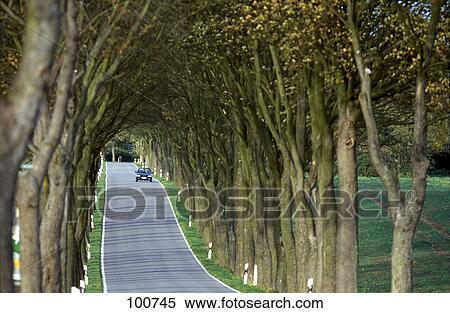 Stock Photography - Deciduous trees along road . Fotosearch
