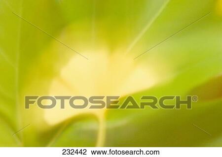 Detail of ginkgo tree leaf View Large Photo Image Stock Image - Detail of ginkgo tree leaf . Fotosearch