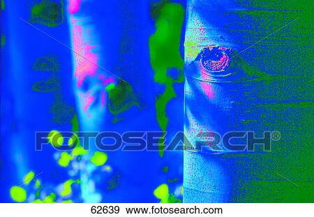 Detail of tree trunk View Large Photo Image Stock Photo - Detail of tree trunk . Fotosearch