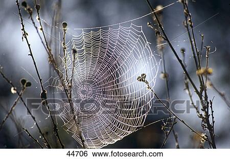 Stock Photograph - Dewdrops on spider's web . Fotosearch