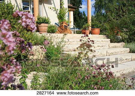 Picture - Dog lying on porch . Fotosearch