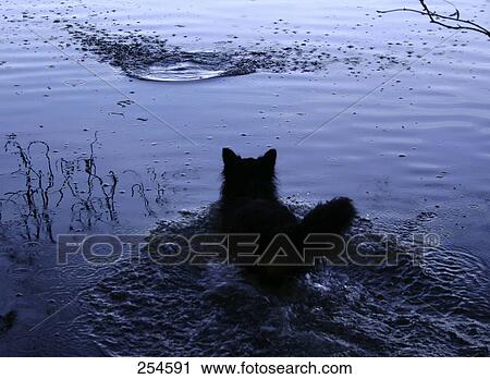 Dog walking in lake View Large Photo Image Stock Image - Dog walking in lake . Fotosearch