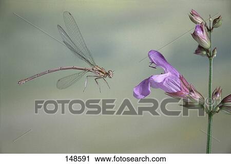 Stock Image - Dragonfly flying near flower . Fotosearch