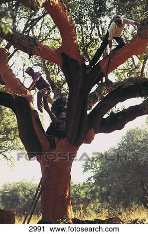 Farm workers barking cork oak, Grandola, Alentejo, Portugal View Large Photo Image Stock Image - Farm workers barking cork oak, Grandola, Alentejo, Portugal . Fotosearch