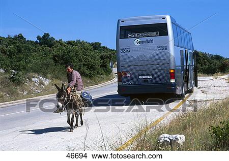 Picture - Farmer sitting on donkey with tourist bus in background, Primosten, Dalmatia, Croatia . Fotosearch