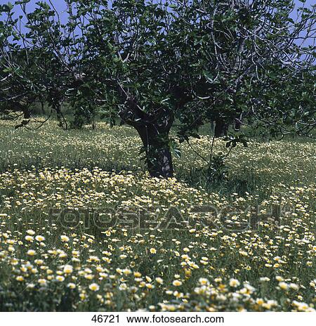 Fig trees in field, Majorca, Balearic Islands, Spain View Large Photo Image Stock Image - Fig trees in field, Majorca, Balearic Islands, Spain . Fotosearch