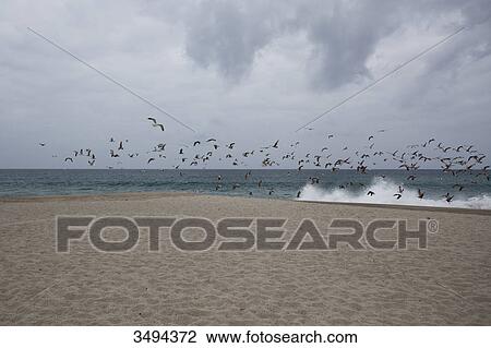 Flock of birds on a beach, California, USA View Large Photo Image Stock Image - Flock of birds on a beach, California, USA . Fotosearch
