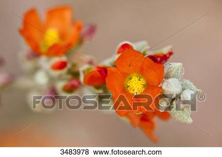 Stock Photo - Flower in the Desert Botanical Garden, Phoenix, Arizona, USA, close-up . Fotosearch