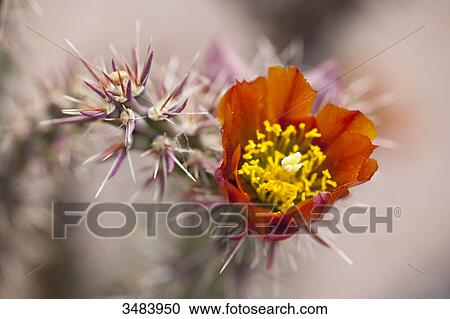 Stock Image - Flowering cactus in the Desert Botanical Garden, Phoenix, Arizona, USA, close-up . Fotosearch
