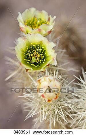 Flowering cactus in the Desert Botanical Garden, Phoenix, Arizona, USA, close-up View Large Photo Image Stock Image - Flowering cactus in the Desert Botanical Garden, Phoenix, Arizona, USA, close-up . Fotosearch