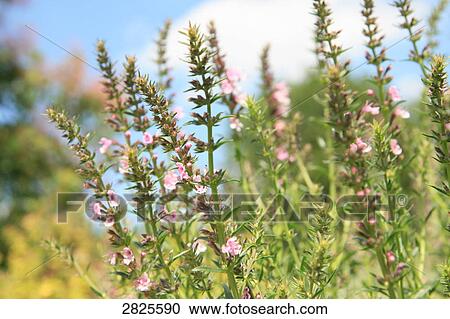 Flowers blooming in field View Large Photo Image Stock Image - Flowers blooming in field . Fotosearch