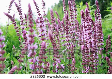 Flowers blooming in field View Large Photo Image Stock Image - Flowers blooming in field . Fotosearch