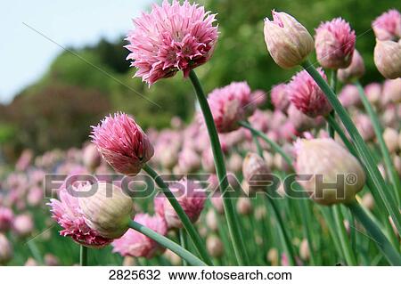 Flowers blooming in field View Large Photo Image Stock Image - Flowers blooming in field . Fotosearch