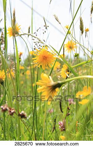 Stock Image - Flowers blooming in field . Fotosearch