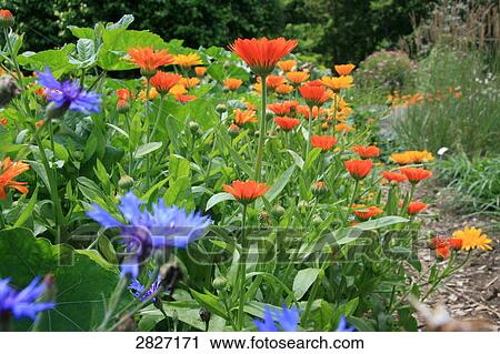 Stock Image - Flowers blooming in field . Fotosearch