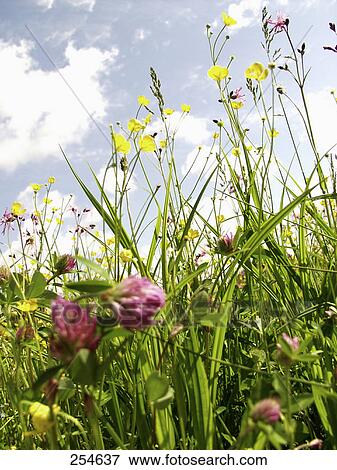 Stock Photo - Flowers blooming in field . Fotosearch
