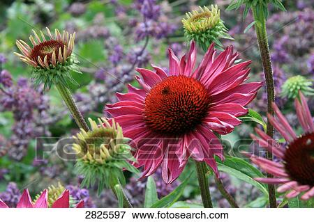 Flowers blooming in field View Large Photo Image Stock Photo - Flowers blooming in field . Fotosearch