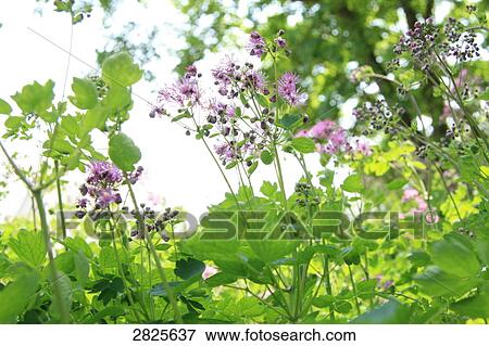 Stock Photo - Flowers blooming in field . Fotosearch