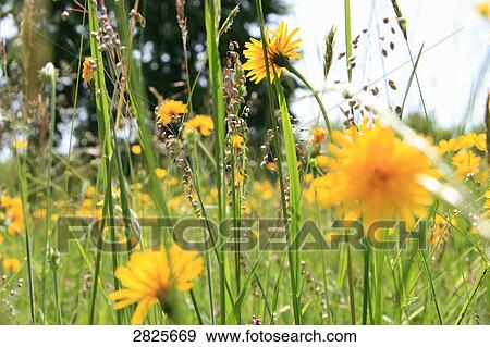 Stock Photo - Flowers blooming in field . Fotosearch