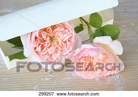 flowers in a package, elevated view View Large Photo Image Stock Photo - flowers in a package, elevated view . Fotosearch