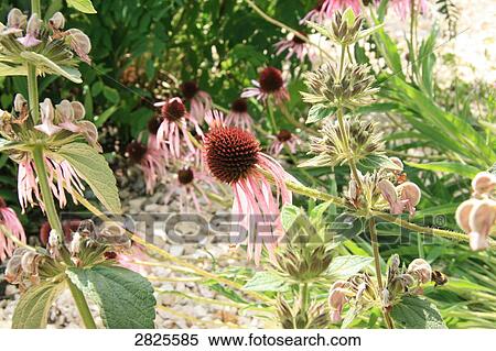 Flowers in field View Large Photo Image Stock Photography - Flowers in field . Fotosearch
