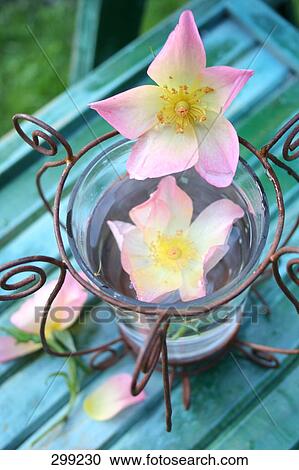 Flowers in glass of water View Large Photo Image Stock Image - Flowers in glass of water . Fotosearch