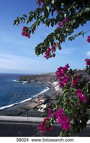 Picture - Flowers on tree, Jardin Tecina Hotel, Playa De Santiago, La Gomera, Canary Islands, Spain . Fotosearch