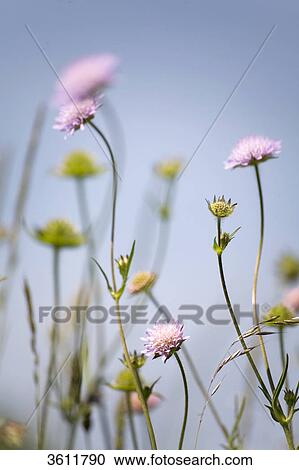 Stock Image - Flowers . Fotosearch