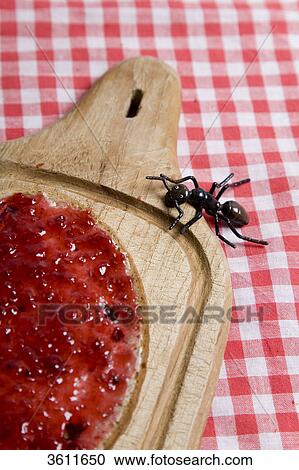 Stock Image - Fly on slat and Sice of Bread with jam . Fotosearch