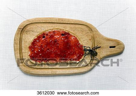Fly on slice of bread with jam  View Large Photo Image Stock Image - Fly on slice of bread with jam . Fotosearch