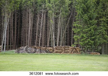 Stock Image - Forest, Rhoen, Germany, Europe . Fotosearch
