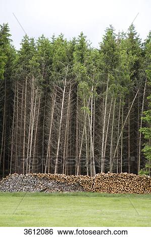 Forest, Rhoen, Germany, Europe View Large Photo Image Stock Photograph - Forest, Rhoen, Germany, Europe . Fotosearch