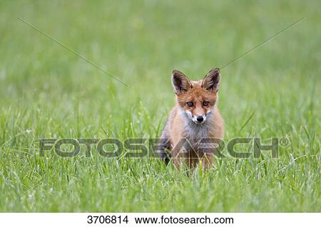 Picture - Fox in meadow, Sotenaes, Sweden . Fotosearch