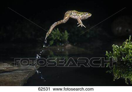 Stock Image - Frog jumping over lake . Fotosearch