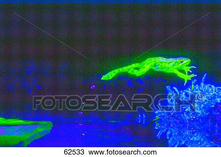 Frog jumping over lake View Large Photo Image Stock Image - Frog jumping over lake . Fotosearch