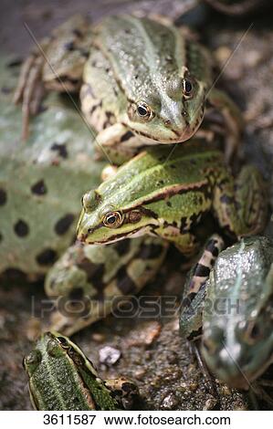 Stock Photo - Frogs . Fotosearch