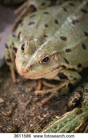 Frogs View Large Photo Image Stock Photograph - Frogs . Fotosearch